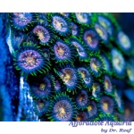 Zoanthid – Nirvana