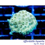 Cyphastrea – Olive Martini