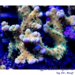 Anacropora – Plasma Blast