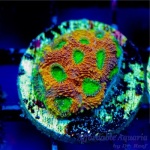 Acan – Pumpkin Echinata
