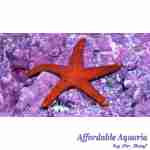 Red Fromia Sea Star