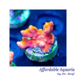 Montipora – Red/Orange Setosa