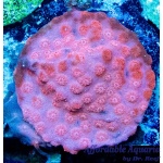 Cyphastrea – Scream Tail