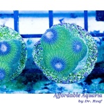 Diploastrea – Star