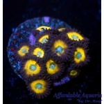 Zoanthid – Zombie Banana