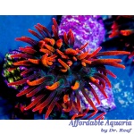 Anemone Black Widow