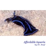 Blue Velvet Nudibranch EXPERT ONLY