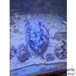 Derasa Clam 12-14″