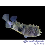 Spiny Box Puffer EXPERT ONLY