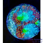 Acan - Double Trouble