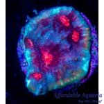 Chalice - Frost Fire