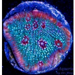 Chalice - Glacial Freeze Stunner