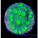 Chalice - Hollywood Stunner