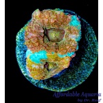 Acan - Ice Cream Paint Job