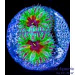 Blastomussa - Merletti