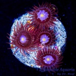 Zoanthid - Mystique