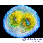 Chalice - Space Jump