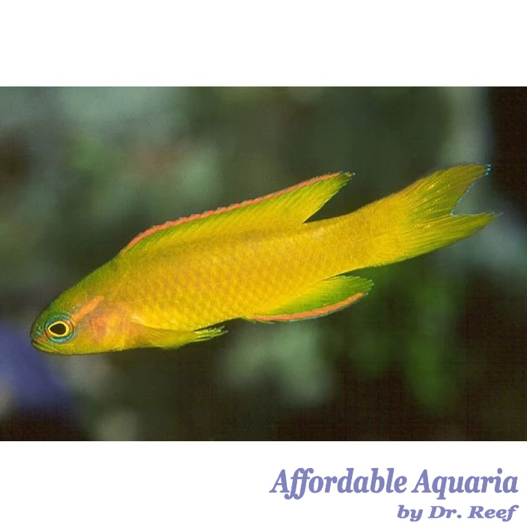 Yellow/Gold Assessor Basslet Affordable Aquaria