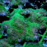 Encrusting Star Polyps Neon Green (on a Rock)