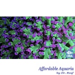 Frogspawn ORA (Multi Head)