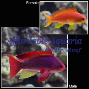 Lyretail Anthias (Pseudanthias squamipinnis)