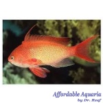Lyretail Anthias (Male)