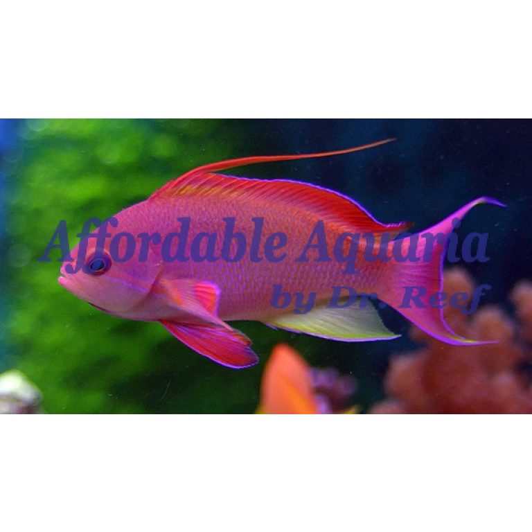 Lyretail Anthias (Red Male) | Affordable Aquaria