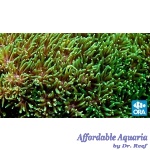 Galaxea - Metallic Green ORA