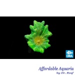 Pectinia - Space Invader ORA