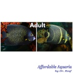 French Angelfish (Adult)