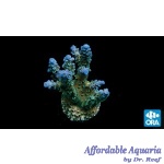 Acropora - Blue Voodoo