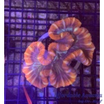 Brain Open Red (Fiji)