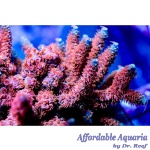 Acropora - Cherry Blast