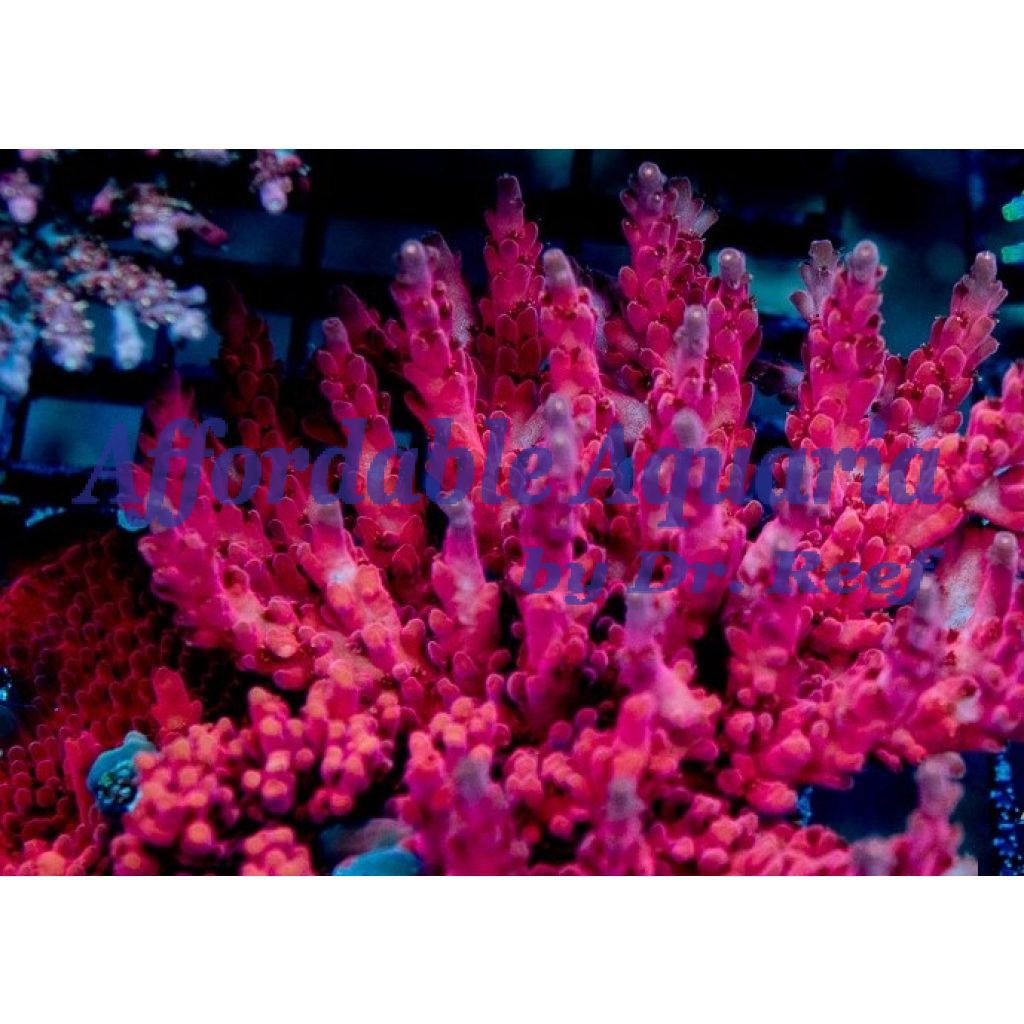 Acropora - Cherry Blossom | Affordable Aquaria