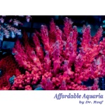 Acropora - Cherry Blossom