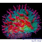 Fungia - Colorblind Diaseris