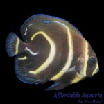 Cortez Angelfish (Captive Bred)