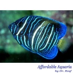 Crescent Asfur Angelfish (Captive Bred)