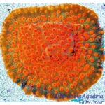 Cyphastrea - Drogon