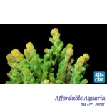 Acropora - Frogskin