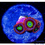 Zoanthid - Fruitopia (4+ Polyps)