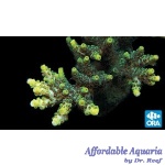 Acropora - Green Planet
