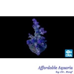 Acropora - Indiglow