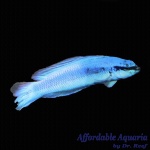 Indigo Dottyback (Captive Bred)