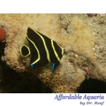 French Angelfish (Juvenile)
