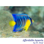 Queen Angelfish (Juvenile)