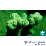 Psammocora - Kelly Green