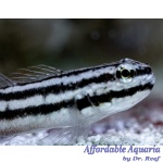 Links Sleeper Goby (Captive Bred)