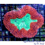 Lobo Red/Green (Aussie)