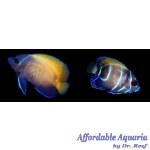 Majestic Angelfish (Captive Bred)